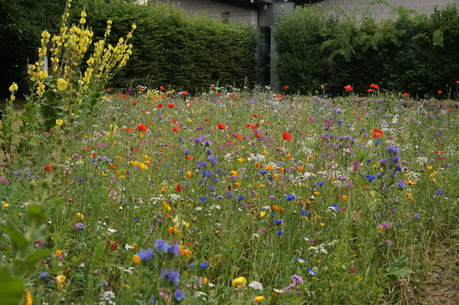 Blumenwiese 2017 1