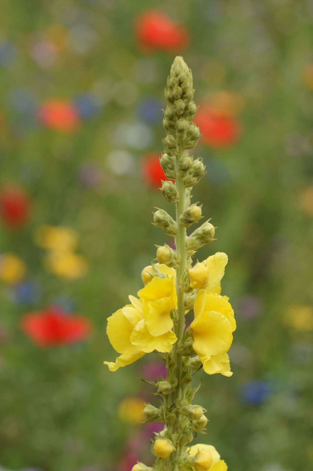 Blumenwiese 2017 10