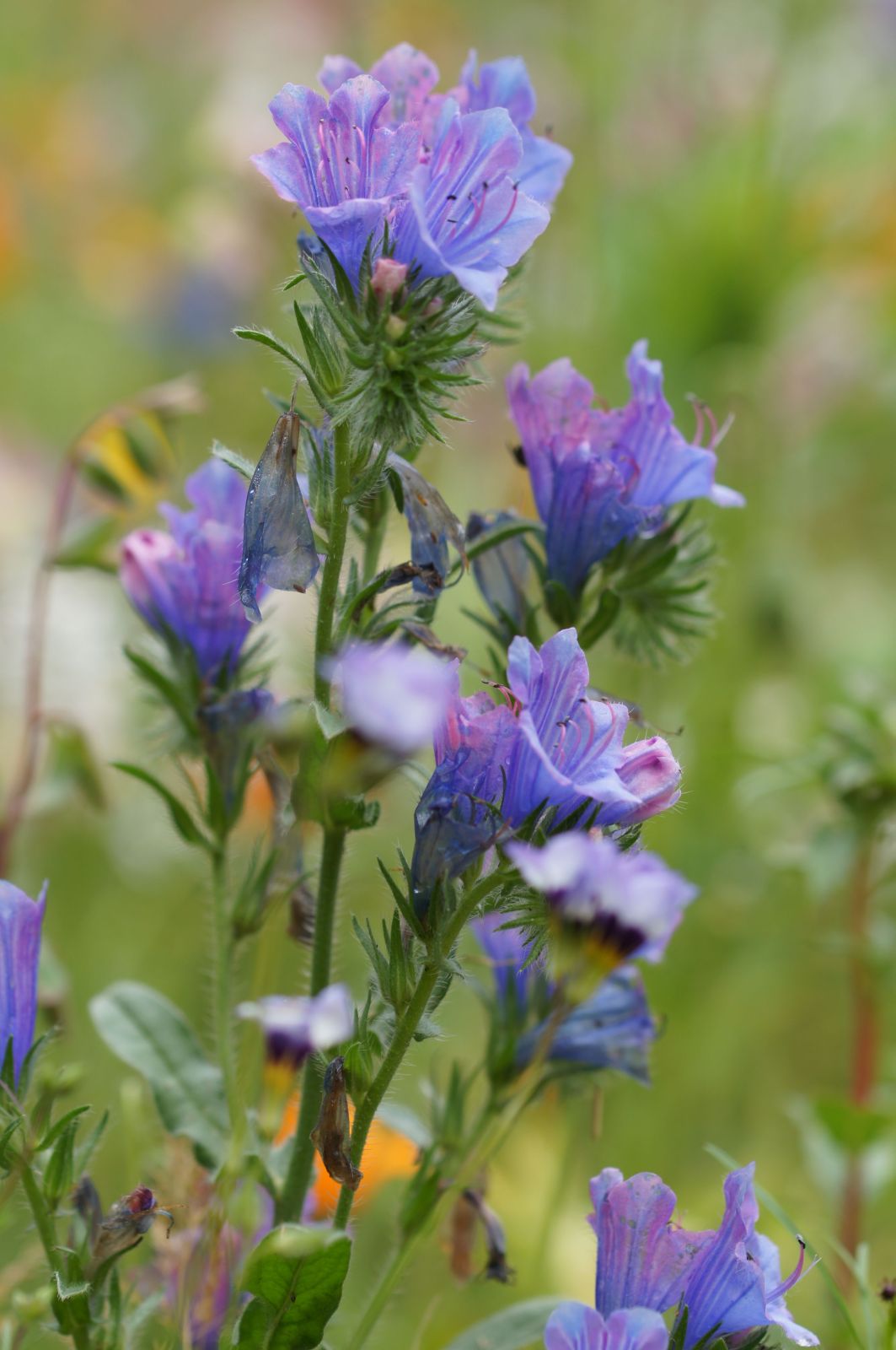 Blumenwiese 2017 3