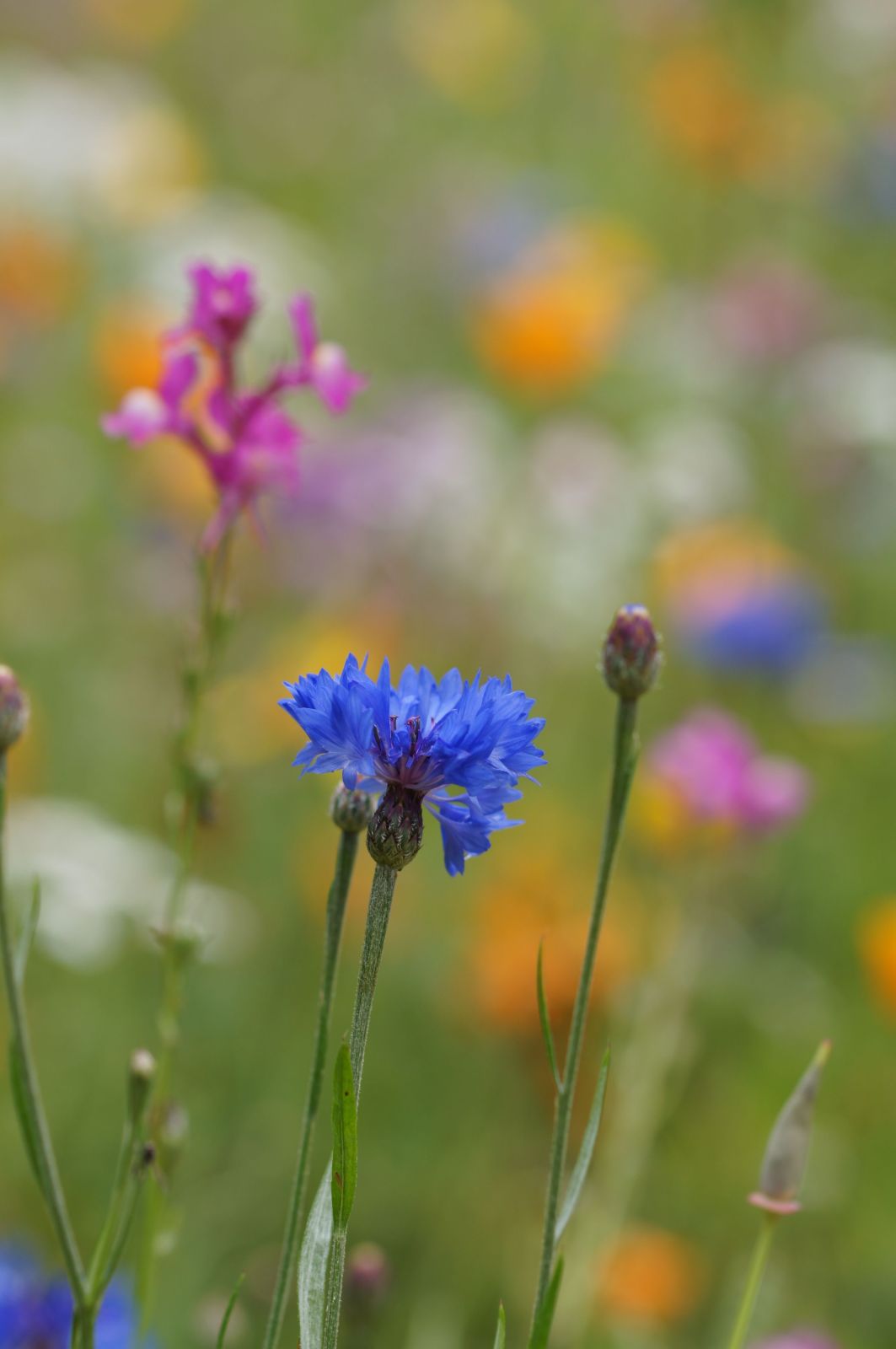 Blumenwiese 2017 4