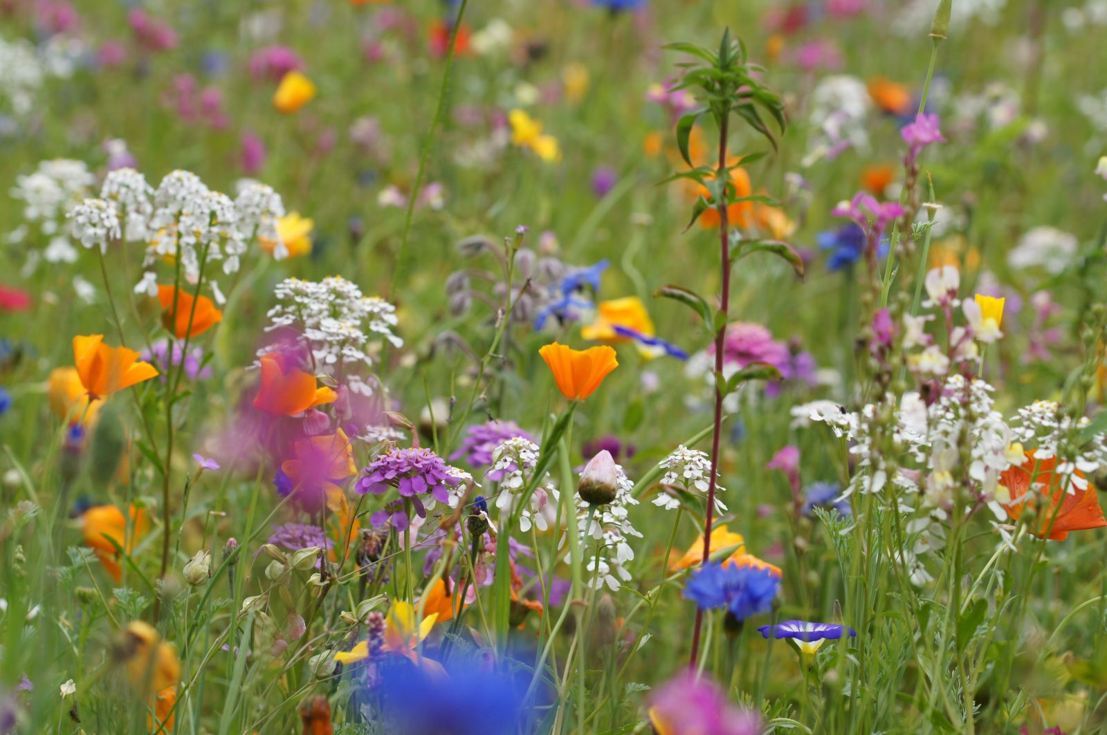 Blumenwiese 2017 6