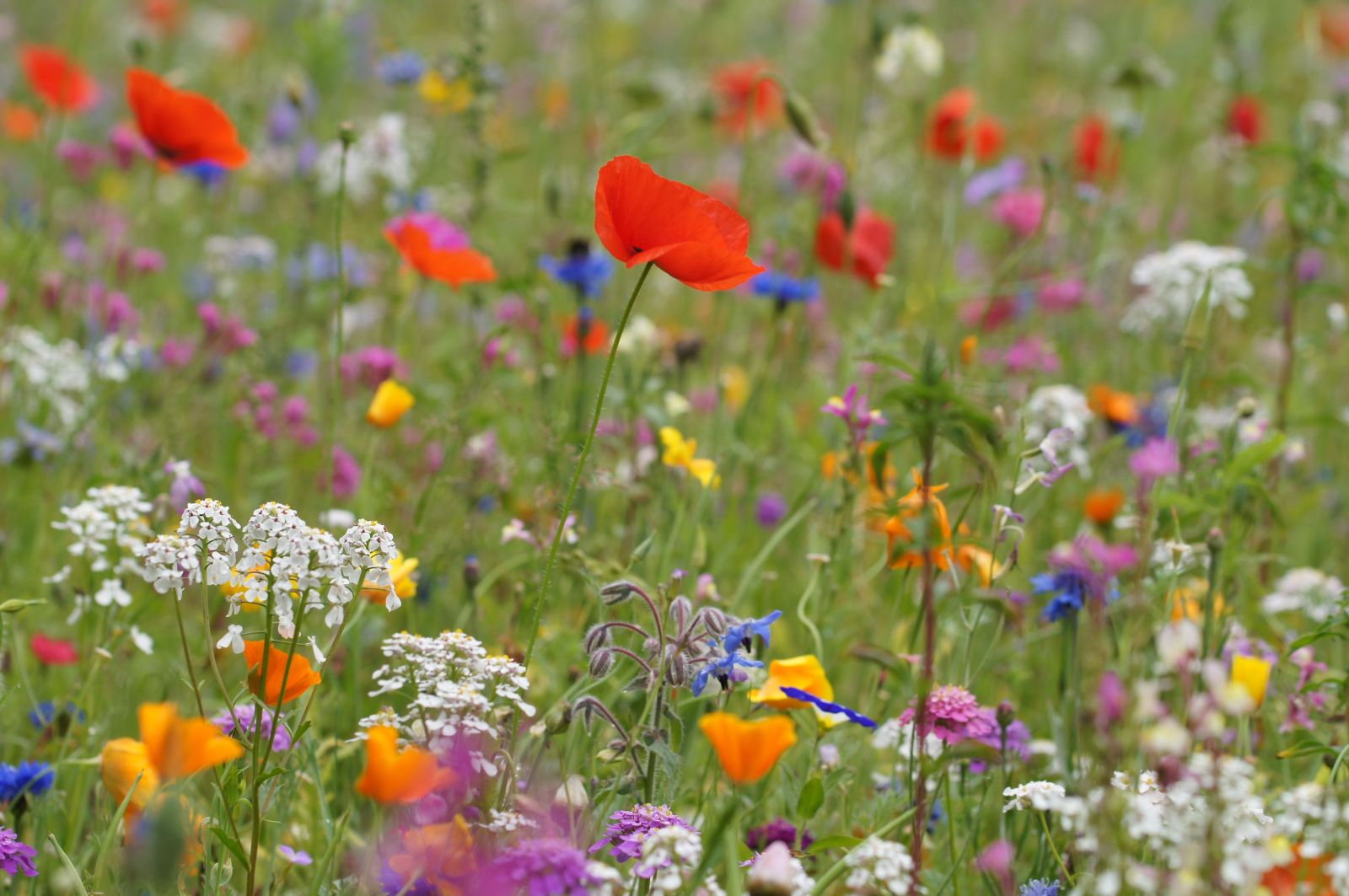 Blumenwiese 2017 7