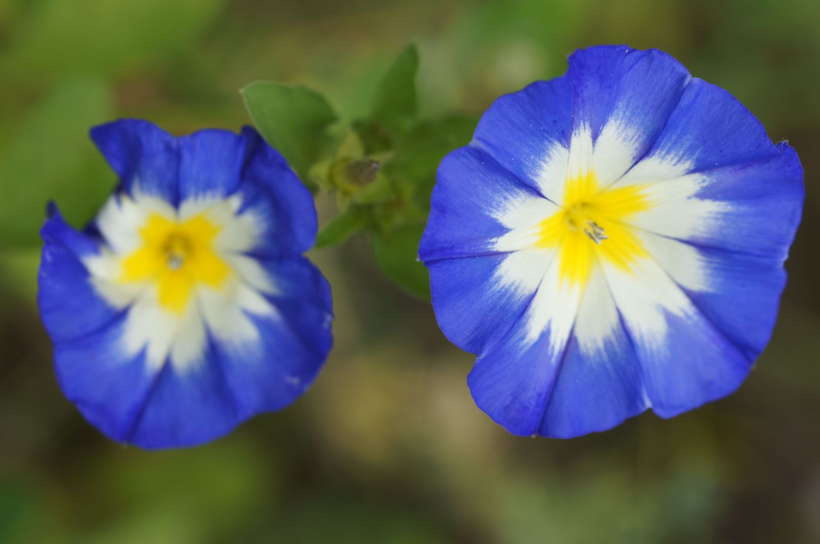 Blumenwiese 2017 8